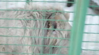 Aslan kafese yürüyüş closeup