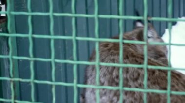 Closeup Lynx içinde belgili tanımlık kafes
