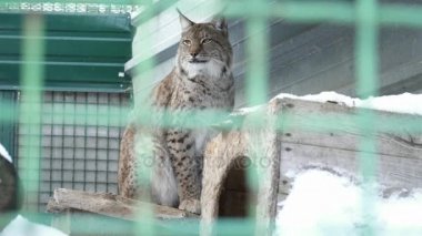Lynx hayvanat bahçesinde kafeste