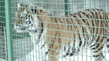 Portre kafes içinde yürüyüş Tiger