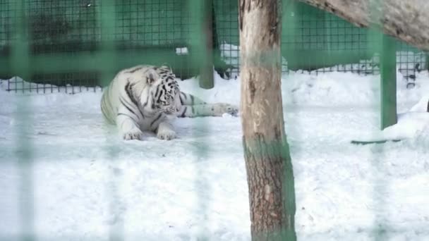 Белый тигр в клетке на снегу — стоковое видео