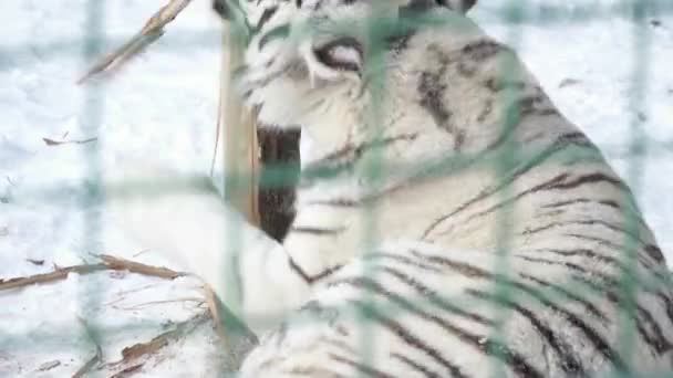Witte tijger plaing met het hout in kooi — Stockvideo