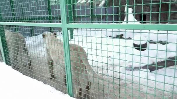 Two lions walking in the cage on snow — Stock Video