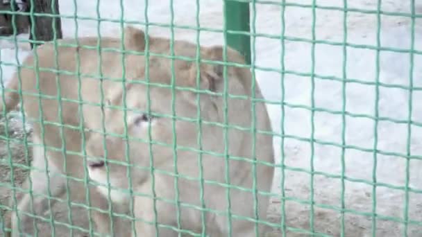 Triste león caminando sobre la nieve en la jaula — Vídeo de stock