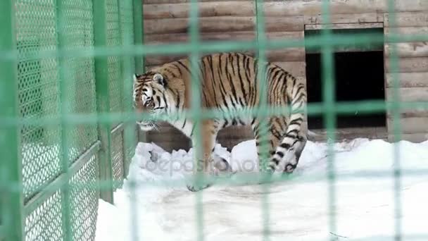 Tijger loopt in de kooi — Stockvideo