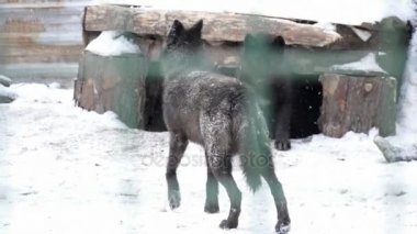 Siyah kurt kafes içinde yürüyüş