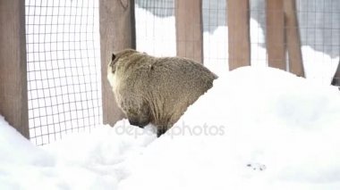 Bir coati kafeste karda yürüme