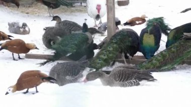 Hayvanat bahçesinde yemek birçok tavus kuşları