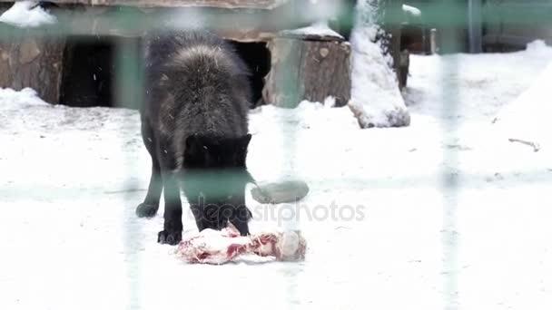Black wolf eating meat in the cage — Stock Video