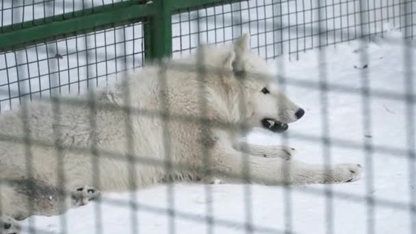 Witte wolf rustend op de sneeuw in de kooi — Stockvideo