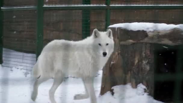 Lobo branco andando sobre a neve na gaiola e ganhando — Vídeo de Stock