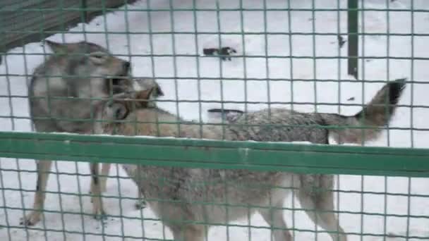 Lobos grises jugando en la nieve y ganando — Vídeo de stock