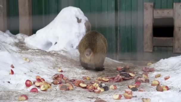Μια coati τρέχει στο κλουβί στο χιόνι — Αρχείο Βίντεο