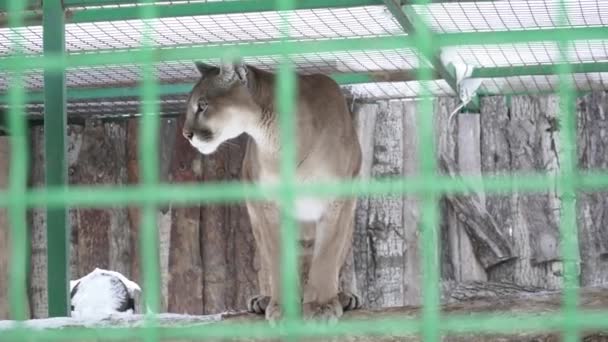 Closeup της puma στο κλουβί το περπάτημα στο χιόνι — Αρχείο Βίντεο