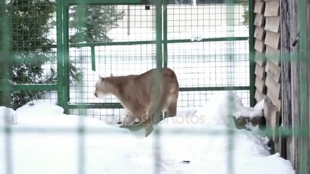 Puma läuft im Käfig auf Schnee — Stockvideo