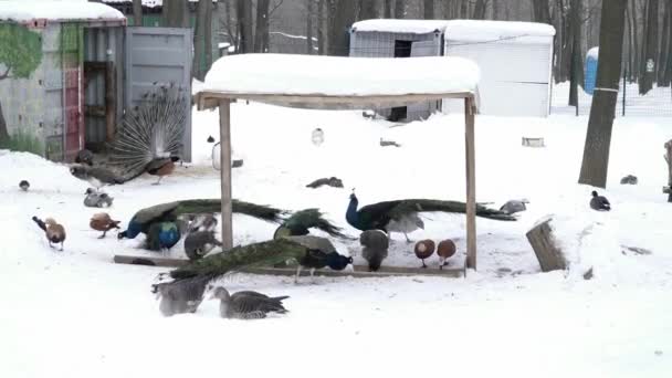 Viele verschiedene Vögel fressen im Zoo — Stockvideo