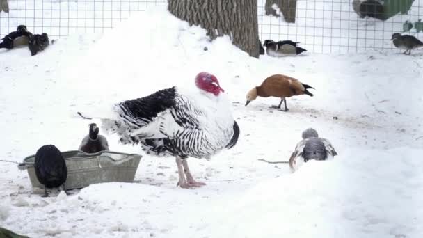 Muitos pássaros diferentes comendo no zoológico na neve — Vídeo de Stock