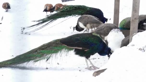 Primer plano de pavos reales comiendo en la nieve en el zoológico — Vídeos de Stock