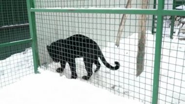 Kara Panter kafeste karda yürüme
