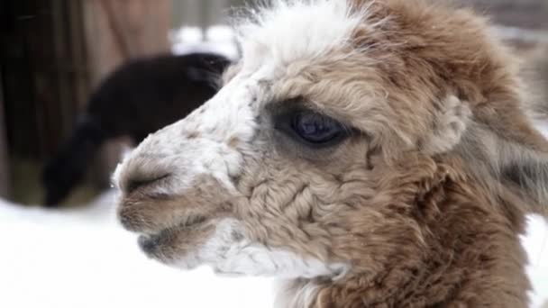 Closeup of funny lamas face — Stock Video