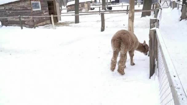 Fluffy lama walking on the snow — Stock Video