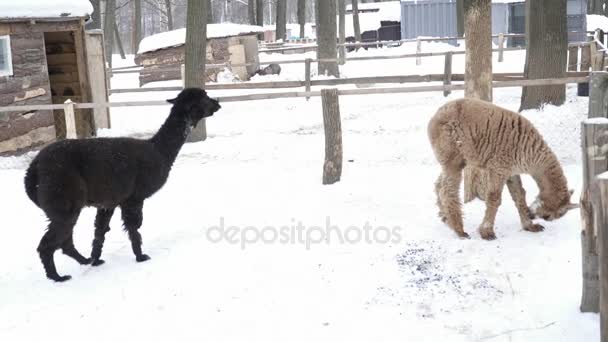 Fluffy two lamas walking on the snow — Stock Video