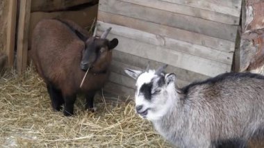 Hayvanat bahçesinde kış boyunca yeme küçük keçi