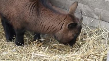 Kahverengi keçi saman hayvanat bahçesinde yemek closeup