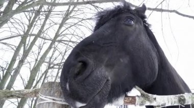 Atları yüz çit yakınındaki closeup