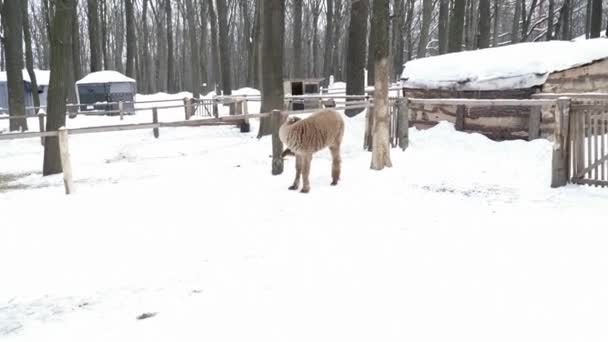 Hayvanat bahçesinde karda yürüyen kahverengi tüylü lama — Stok video