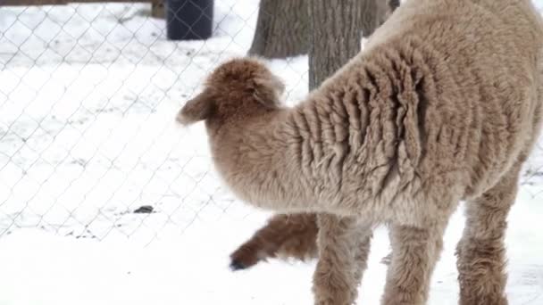 Lama marrom engraçado fofo no zoológico — Vídeo de Stock