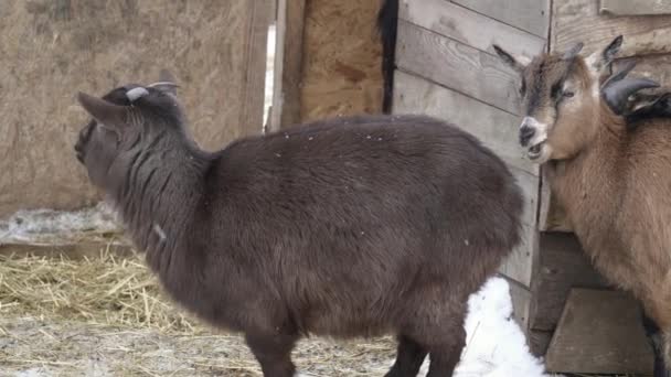 Chèvres mignonnes dans le zoo 