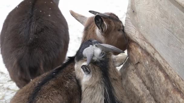 Gros plan de petites chèvres dans le zoo — Video