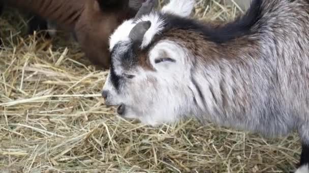 Nahaufnahme von kleinen Ziegen, die Stroh im Zoo fressen — Stockvideo