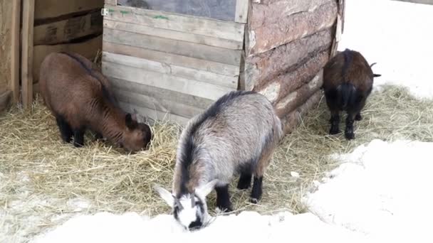 Beaucoup de chèvres mangent de la paille sur la neige — Video