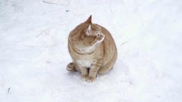 Μία καφέ γάτα κάθεται στο χιόνι — Αρχείο Βίντεο