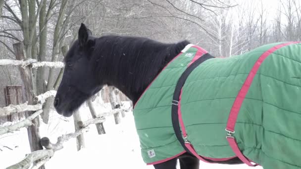 Cavallo nero in abbigliamento invernale — Video Stock