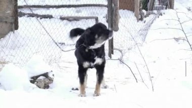 Siyah köpek havlıyor kar üzerinde duran