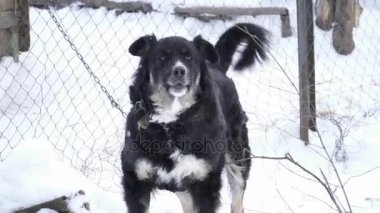Siyah köpek havlıyor kar üzerinde duran closeup