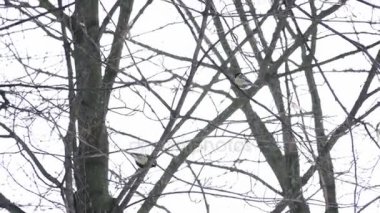 Küçük baştankara kuş dalda atlama