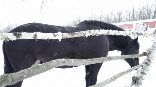 Czarny koń w pobliżu ogrodzenia — Wideo stockowe