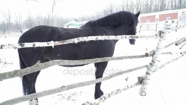Black horse near the fence on the snow — Stock Video