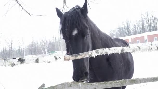 Μαύρο άλογο κοντά στο φράχτη το χειμώνα — Αρχείο Βίντεο