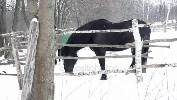 Svart häst äta nära stängslet — Stockvideo