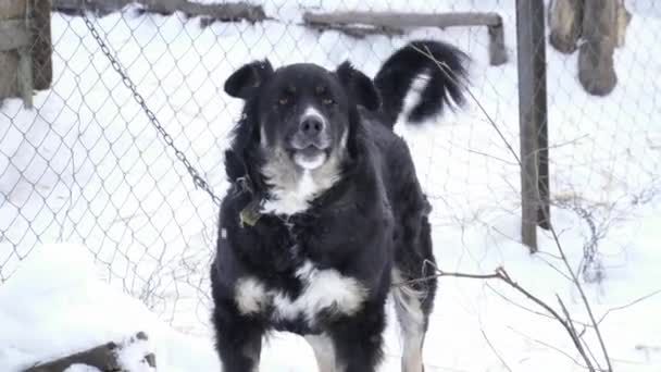 Primer plano de perro negro ladrando de pie sobre la nieve — Vídeo de stock