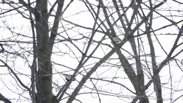 Kis titmouse madár az ágon ugrás — Stock videók