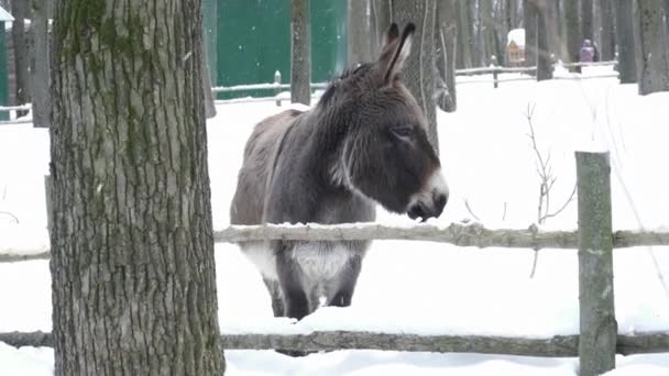 Donkey walking on the snow — Stock Video