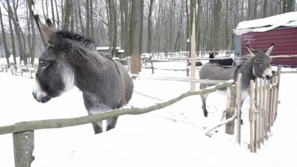 Burro andando na neve no zoológico — Vídeo de Stock