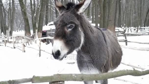 Closeup of donkey near the fence — Stock Video