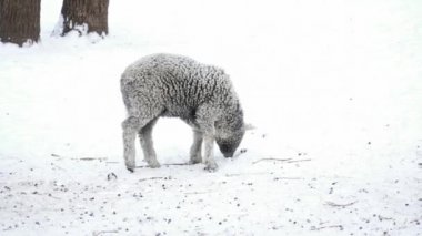 Yalnız karda yürüyen kuzu